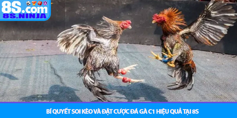 Đá gà C1 - Giải đấu kê quyền lực nhất tại nhà cái 8S 3 Bí Quyết Soi Kèo và Đặt Cược Đá gà C1 Hiệu Quả tại 8S