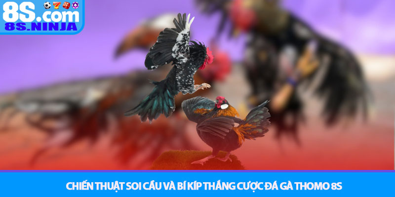 Đá gà Thomo - Xem trực tiếp và cược đỉnh cao tại nhà cái 8S 4 Chiến Thuật Soi Cầu và Bí Kíp Thắng Cược Đá gà Thomo 8S