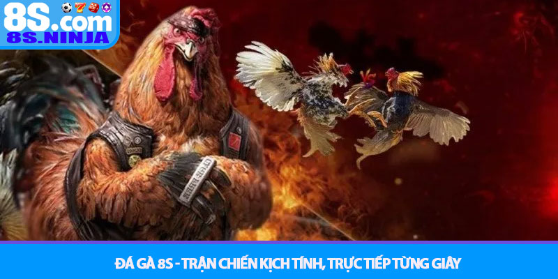 Đá Gà 8S - Trận Chiến Kịch Tính, Trực Tiếp Từng Giây 5 Đá Gà 8S - Trận Chiến Kịch Tính, Trực Tiếp Từng Giây