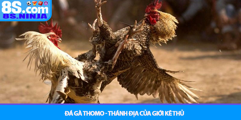 Đá gà Thomo - Xem trực tiếp và cược đỉnh cao tại nhà cái 8S 2 Đá Gà Thomo - Thánh Địa Của Giới Kê Thủ