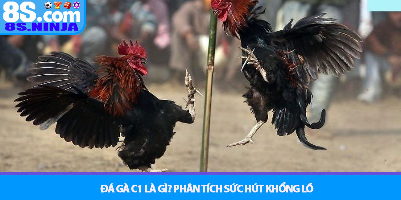Đá gà C1 - Giải đấu kê quyền lực nhất tại nhà cái 8S 2 Đá gà C1 Là Gì? Phân Tích Sức Hút Khổng Lồ