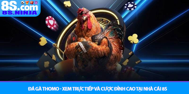 Đá gà Thomo - Xem trực tiếp và cược đỉnh cao tại nhà cái 8S 1 Đá gà Thomo - Xem trực tiếp và cược đỉnh cao tại nhà cái 8S
