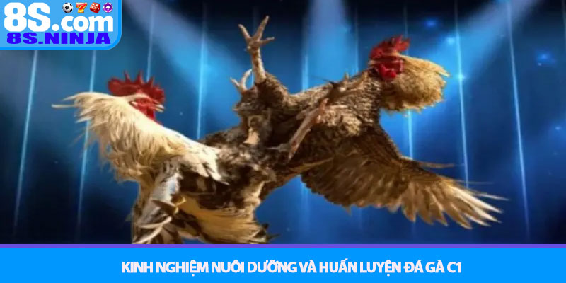Đá gà C1 - Giải đấu kê quyền lực nhất tại nhà cái 8S 4 Kinh Nghiệm Nuôi Dưỡng và Huấn Luyện Đá Gà C1