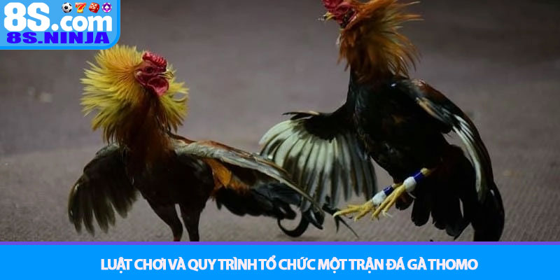 Đá gà Thomo - Xem trực tiếp và cược đỉnh cao tại nhà cái 8S 3 Luật Chơi và Quy Trình Tổ Chức Một Trận Đá gà Thomo